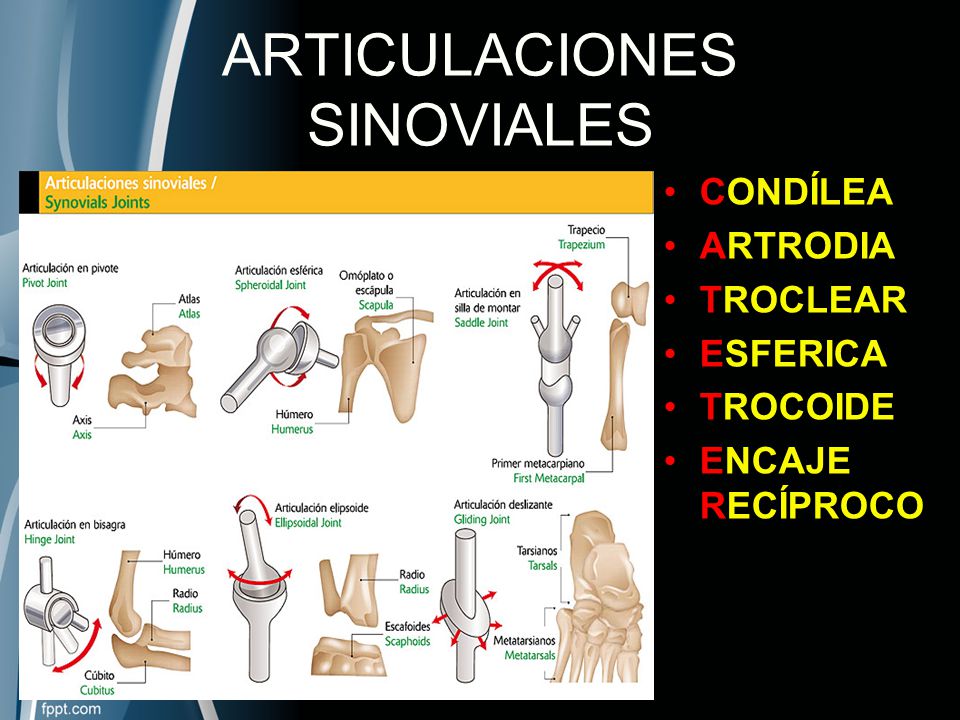ejemplos de articulación sinovial